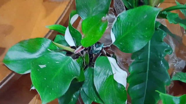Мои цветочные покупки 💚 смотреть онлайн