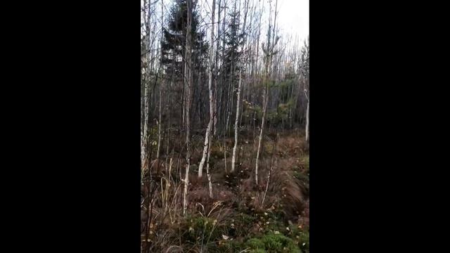 Охота на зайца с РГ Шумкой в. Рева М.А. смотреть онлайн