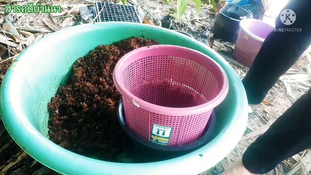 ขยายพันธุ์อิพิเซบูบลูโดยการตัดยกยอด Epipremnum Pinnatum Cebu Blue. #อิพิเซบูบลู #epipremnumpinnatum смотреть онлайн