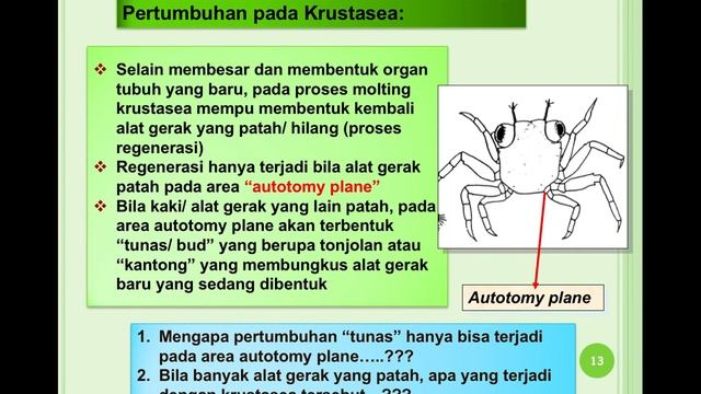 Pertumbuhan Crustasea смотреть онлайн