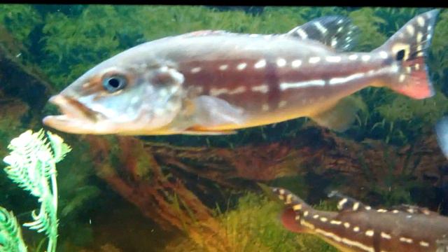 VID 20140406 214326 смотреть онлайн