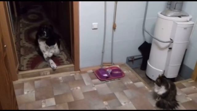 История малышки алабая Айзы смотреть онлайн