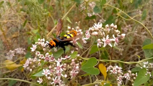 Сколия-гигант на цветке смотреть онлайн