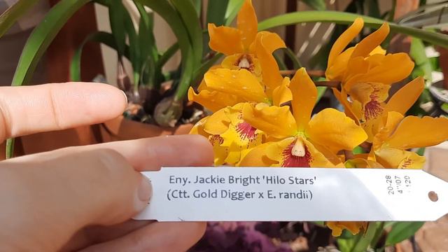 Eny. Jackie Bright 'Hilo Stars' (cat. Gold Digger x Enc. randii) 4/7/2022 смотреть онлайн