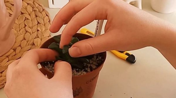 Хавортия Ретуза #succulents #суккуленты #хавортия