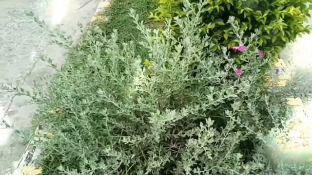 EREMOPHILA NIVEA (EMU BUSH) смотреть онлайн