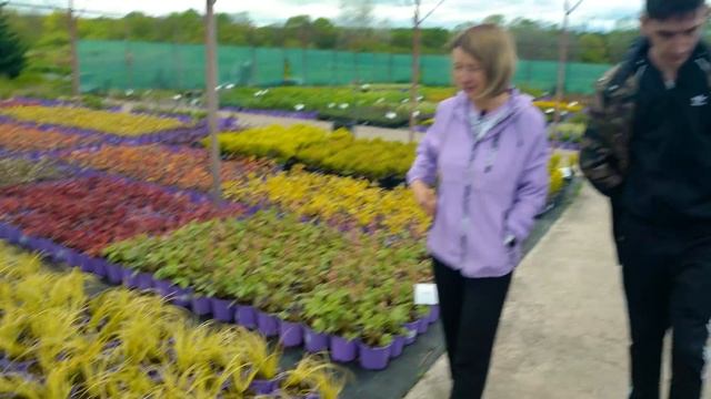 Питомник "Лавандовая ферма"// Как выйти на 2,5 оборота в год// Часть 1 смотреть онлайн