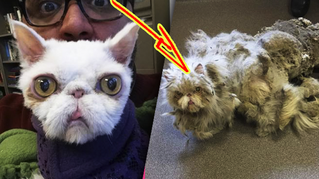 Спасатели нашли кота в таком состоянии, когда они сбрили шерсть то не поверили своим глазам... смотреть онлайн