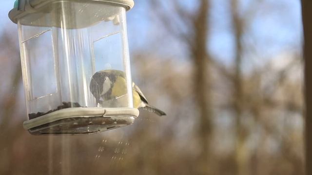 "Домашние" синицы смотреть онлайн