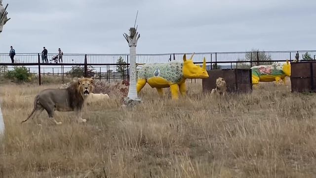 Главный лев НАВОДИТ ПОРЯДКИ в саванне, а мы СОБИРАЕМ ГРИБЫ! смотреть онлайн