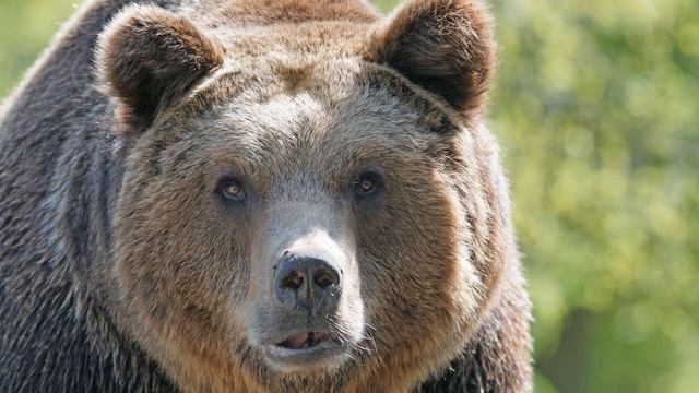 К чему снится медведь - Толкование в известных Сонниках смотреть онлайн