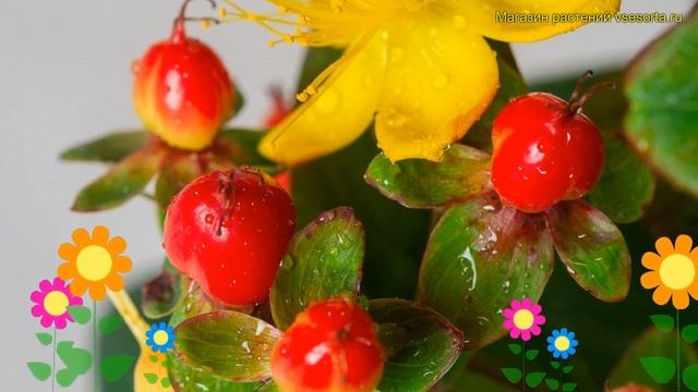 Зверобой непахучий Мэджикал Саншайн. Краткий обзор, описание hypericum inodorum Magical Sunshine смотреть онлайн