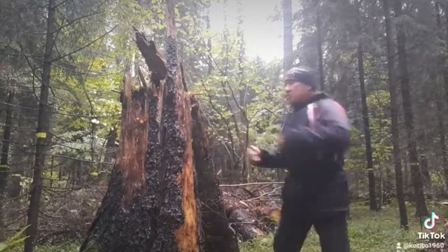 Тихо в лесу, только не спит... смотреть онлайн