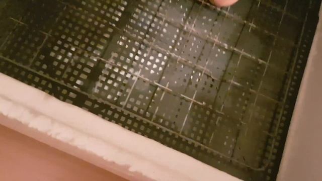 Выведение голубей зимой в инкубаторе.Breeding pigeons in winter in an incubator смотреть онлайн