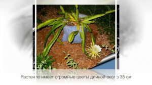 ТОП-10 самых удивительных и красивых КАКТУСОВ для комнатного цветоводства | Фото и названия