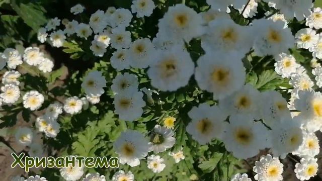 Хризантема 2020? Садовая многолетняя? Разнообразие видов? Легенда о хризантеме?Цветение хризантемы? смотреть онлайн