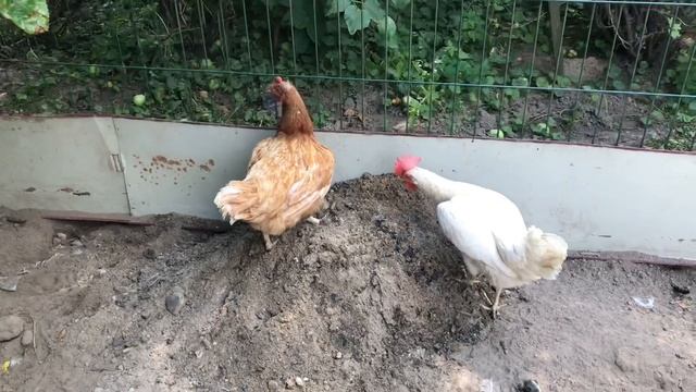 Важный фактор для повышения яйценоскости кур