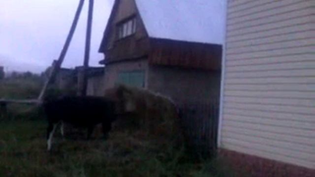 Вот оно сено нашей мечты.mp4 смотреть онлайн