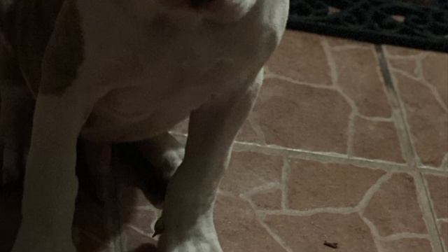 XL American Bully Pitbull Time lapse 8 months смотреть онлайн