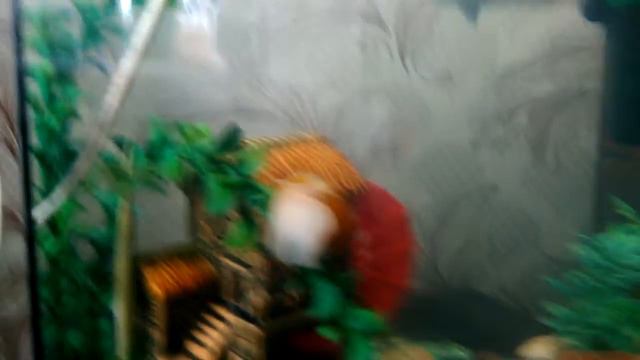 Чистый аквариум!! смотреть онлайн