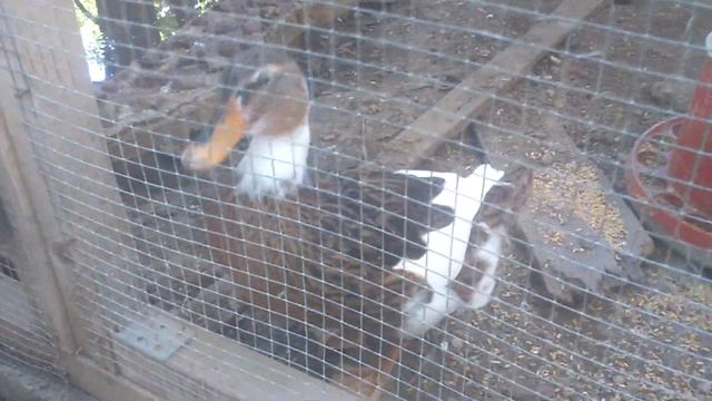 Северный Кипр Ботанический сад #2 смотреть онлайн