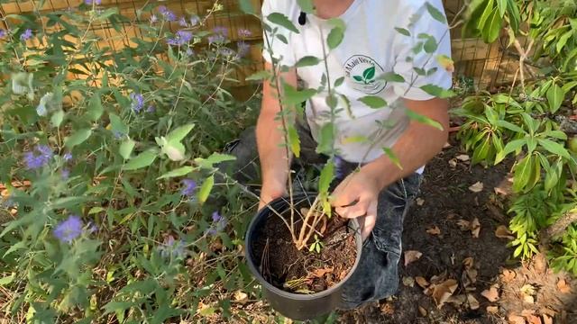 Le caryopteris смотреть онлайн