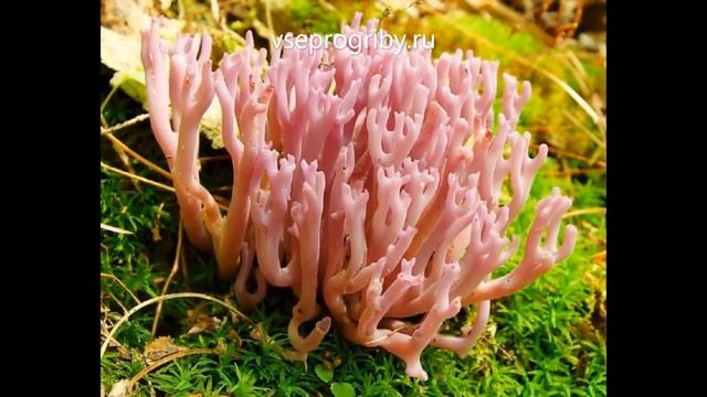 Искусство и Собственная Уникальность