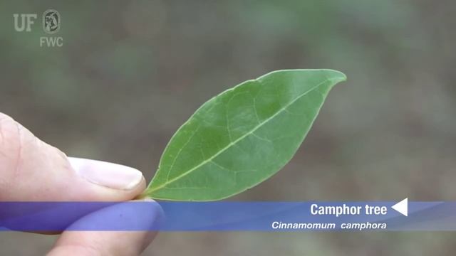 camphor tree (Cinnamomum camphora) смотреть онлайн