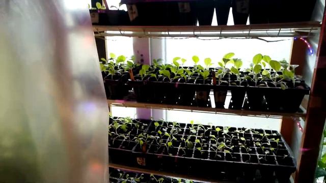 Мини-теплица для квартиры Mini greenhouse for the flat Mini solar pentru apartament смотреть онлайн