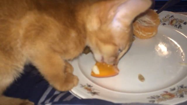 Кот и хурма смотреть онлайн