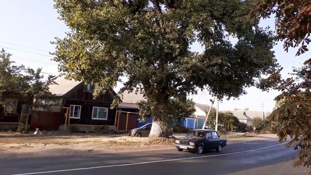 Каштан. Болезнь листьев. смотреть онлайн
