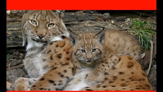 Жизнь в Лондонском зоопарке смотреть онлайн