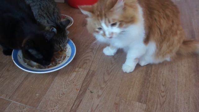 Очём думают кошки? смотреть онлайн