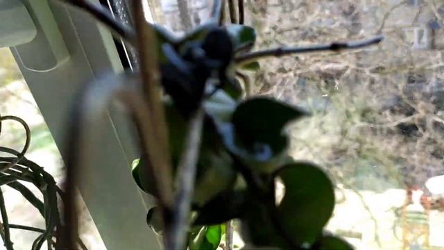 КОМНАТНЫЕ ЦВЕТЫ // ХОЙЯ ЛИЗА, ХОЙЯ КОМПАКТА и ЦЕРОПЕГИЯ