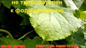 25.07.2020 Огурец ?«Бинго-F1» от агрофирмы Партнер:  я в шоке.  Море огурцов. Честный отзыв.
