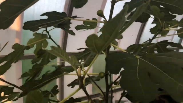 Избавление Лирика от французских бульдогов... смотреть онлайн