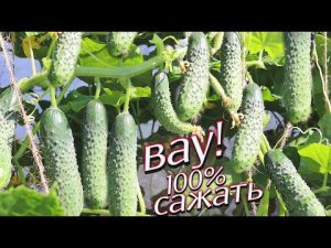 Будете жалеть что не посадили! Эти супер пучковые сорта огурцов для открытого грунта вам запомнятся!