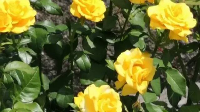 Самая жёлтая роза Керио. смотреть онлайн