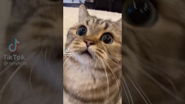 пип смотреть онлайн