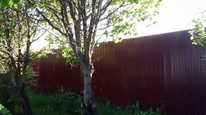 Видеообзор Сучкорез универсальный телескопический Fiskars UP86 115560 артикул 111377