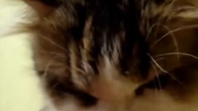 Кот забавно чихает смотреть онлайн