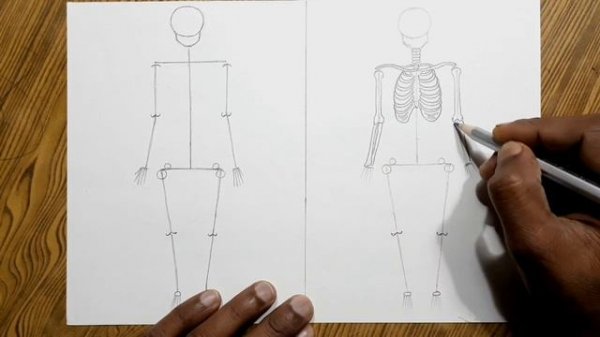 Easy way to draw human skeleton step by step