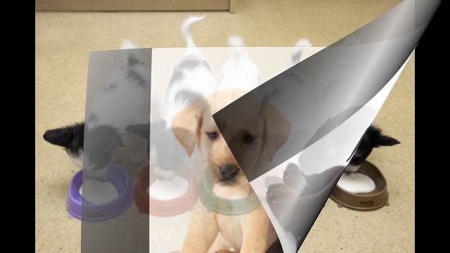 КОШЕЧКИ СОБАЧКИ.ВЕСЁЛЫЕ ЖИВОТНЫЕ.ВИДЕО ДЛЯ ДЕТЕЙ. смотреть онлайн