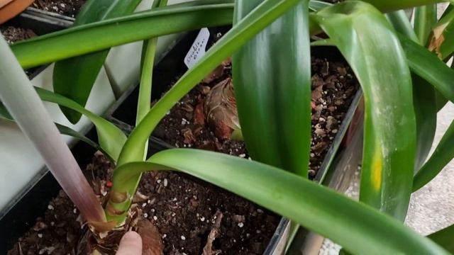 Quito - домашнее цветение смотреть онлайн