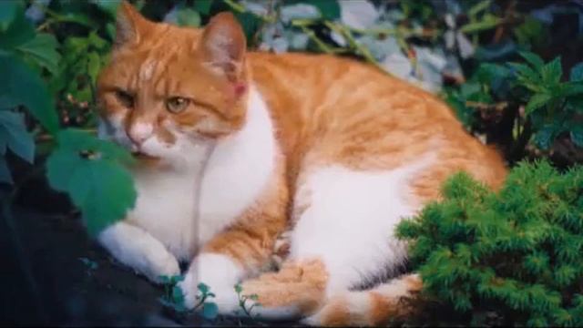 Our Cats & All About Them (Cat and Kittens) CATS KITTENS pets ch 19 of 34 смотреть онлайн
