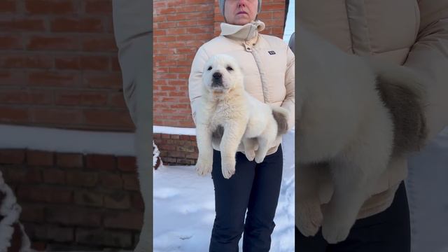 Алабай щенки среднеазиатской овчарки в профессиональном питомнике Таёжный Талисман #алабай #сао смотреть онлайн