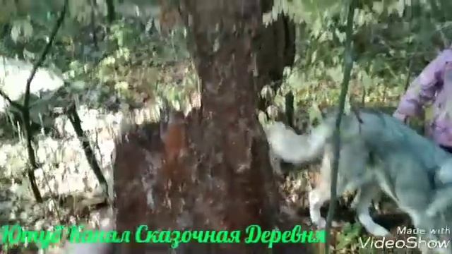Как посадить орхидеи, если ты живёшь в деревне. смотреть онлайн