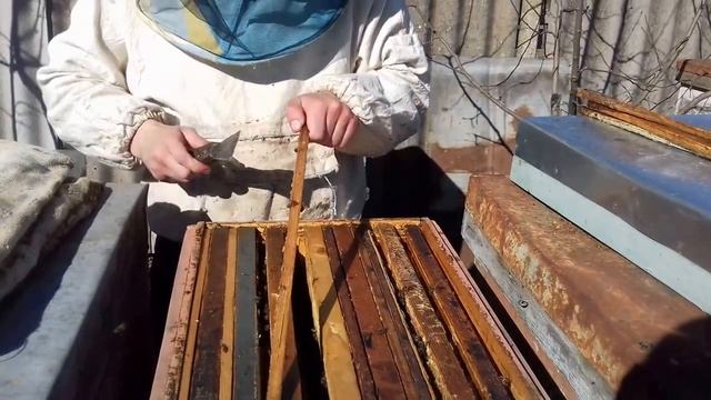 Весенняя подкормка пчёл канди смотреть онлайн