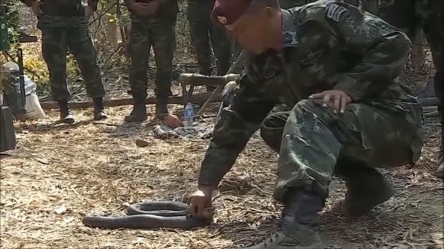 Королевская кобра vs солдат армии Таиланда смотреть онлайн