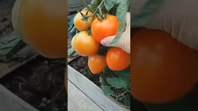 Томат БОЛЬШАЯ МАМОЧКА смотреть онлайн